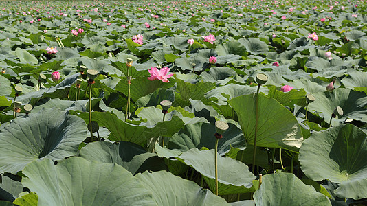 莲花盛开美丽花瓣植物冥想荒野公园草地宗教沉思场地图片