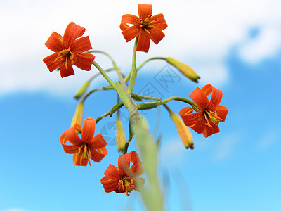 春天的美丽花朵花束生长季节花瓣粉色紫色阳光场地植物乡村图片