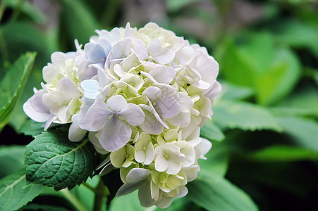 花园里的花朵晴天公园场地生长植物群场景季节草地宏观植物图片