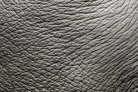 大象皮肤起皱荒野动物框架隐藏宏观皱纹野生动物动物园皮革图片