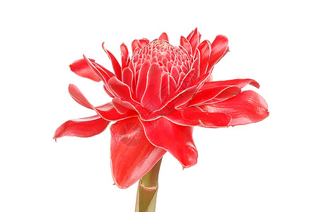 Etlingera 节食者异国情调植物热带白色花瓣美丽宏观花园植物群图片