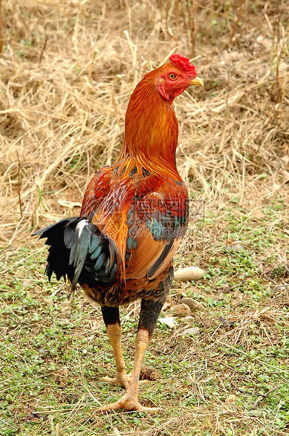 原土泰国鸡鸡乡村男性鸟类国家荒野农场公鸡红色家畜食物图片