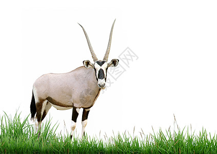 单带角草的Oryx图片