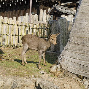 女西卡鹿梅花鹿寺庙文化荒野橙子公园野生动物哺乳动物吸引力草地图片