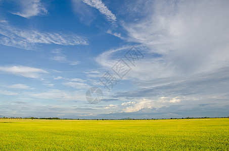 田间大米和完美的天空图片