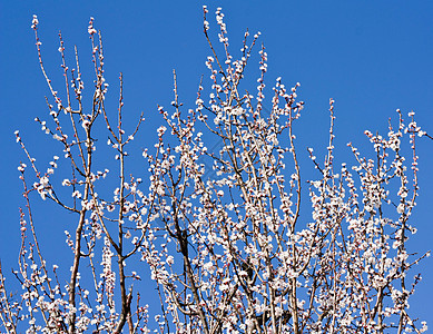 春美宏观季节雌蕊天空花瓣叶子边界环境樱花植物群图片