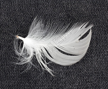 白羽毛脆弱性柔软度灰色黑色重量毛皮自由鹅毛笔天鹅白色图片