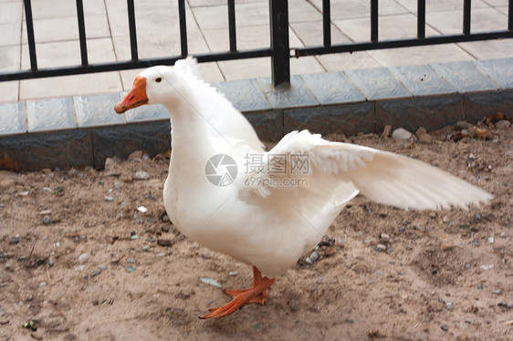一只白鹅张开翅膀翼展水禽翼尖白色水鸟甘德图片