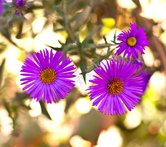 紫菊花紫色绿色妈妈菊花植物图片