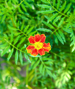 花园中的黄花和红花 阳光照耀图片