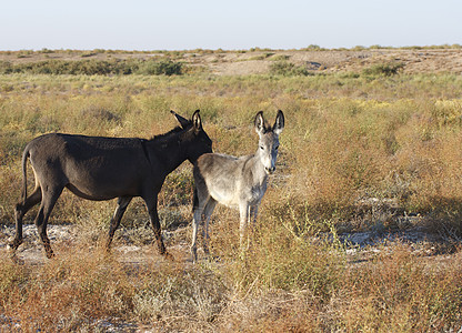 两头驴 母驴和一只小熊 站在绿绿的周围外观图片