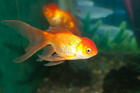 水族馆中的金矿金鱼生活运动尾巴白色热带金子绿色橙子岩石鲤鱼图片
