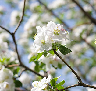 苹果花花园宏观果园蓝色生长天空边界植物学雌蕊香气图片
