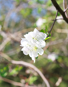 苹果花场景蓝色季节生长粉色枝条绿色水平果园植物图片