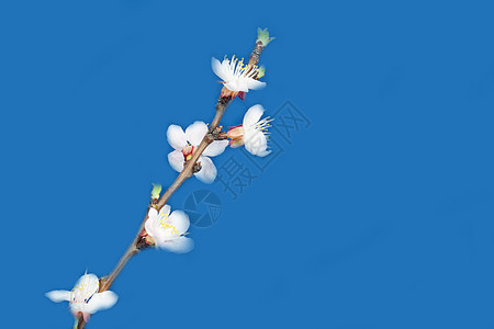蓝色背景上的苹果花朵生长绿色季节粉色植物花瓣白色宏观图片