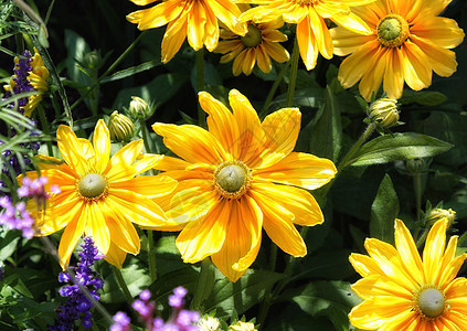 黄花花园绿色花坛植物花朵图片