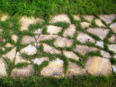 纹理质砖块路面植物学石头绿化绿色园林岩石植物花朵图片