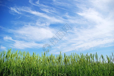 小麦粮食稻草面包农民生产玉米种子场地绿色尖刺图片