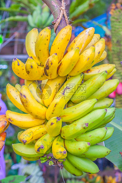 香蕉植物收成环境食物团体丛林文化叶子生长花瓣水果图片