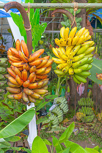 香蕉植物文化环境收成水果团体农场花瓣种植园丛林食物图片