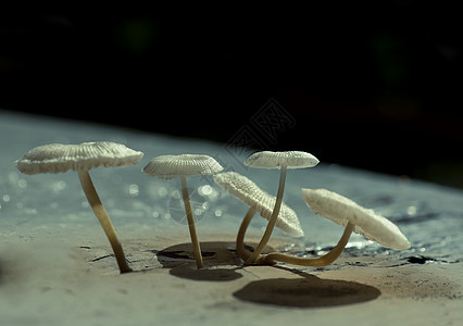 蘑菇食物季节性饮食荒野棕色团体苔藓森林菌类植物图片