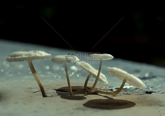 蘑菇食物季节性饮食荒野棕色团体苔藓森林菌类植物图片