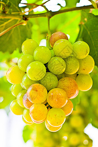 葡萄提取物果实嫩期果汁葡萄干葡萄园更年期藤蔓鲜花花蕾图片