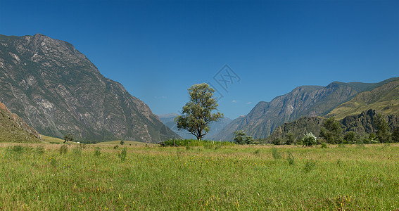 俄罗斯世界杯高山的孤树 阿尔泰山脉 俄罗斯高地峡谷高原环境山腰孤独全景荒野场地顶峰背景