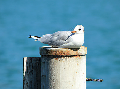 海鸥在一柱子上水禽蓝色航海生物支撑海岸海鸟荒野鸟类野生动物图片