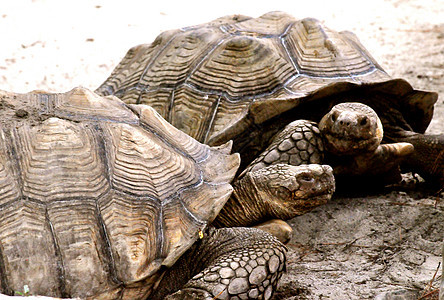 海龟说话硬壳动物动物群爬虫乌龟图片