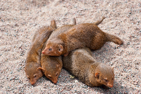 蒙戈斯警卫家庭荒野猫鼬说谎动物生态哺乳动物生物捕食者图片
