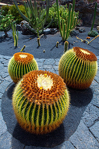 仙人掌花园团体生长岛屿蔬菜地面植物农业植物学沙漠热带图片