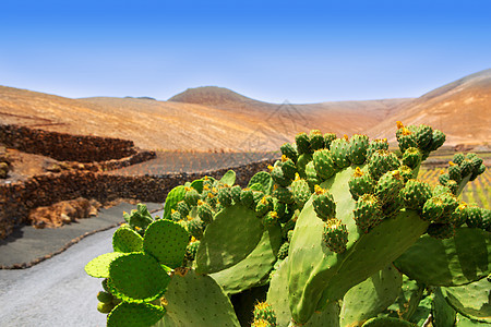 山地的食物石头叶子天空胭脂红山脉火山蔬菜沙漠植物群图片