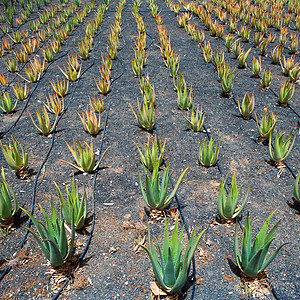 加那利的兰萨罗特奥佐拉棕榈植被农场植物沙漠岛屿水果场地火山环境图片