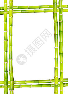 竹竹框花园框架热带森林生活白色叶子环境活力气候图片