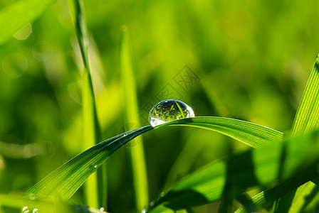 草地上滴水环境生长绿色宏观草本植物树叶花园植物水滴液体图片
