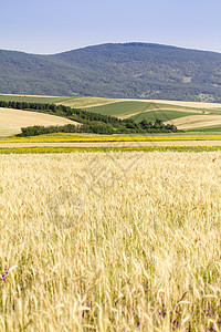 小麦田季节黄色金子国家晴天耳朵场地生长农村食物图片