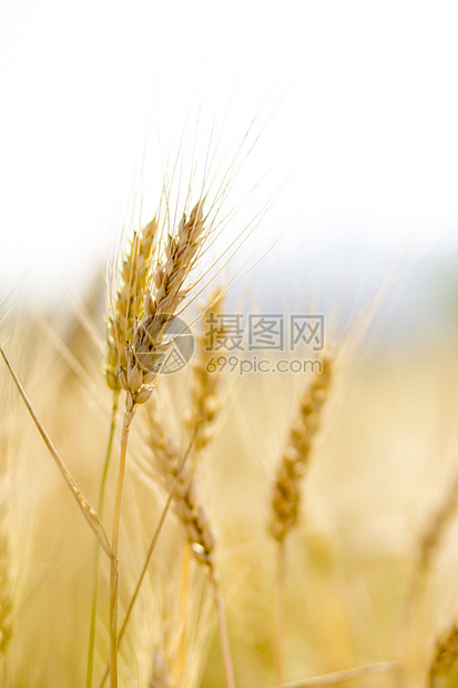 小麦田农田谷物农村国家季节粮食阳光场地耳朵土地图片