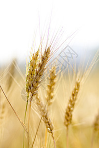 小麦田粮食耳朵植物场地季节黄色农田国家地平线晴天图片