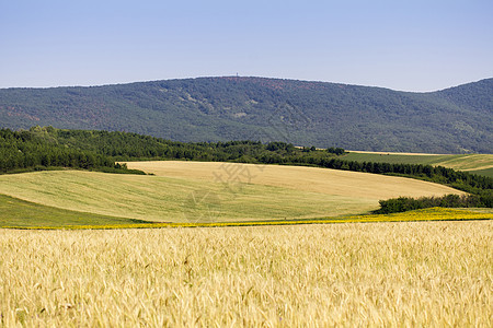 小麦田食物黄色小麦金子植物耳朵农田阳光季节谷物图片