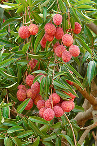 树上的李希红色水果叶子荔枝团体食物图片