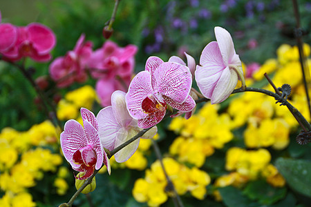 白兰花和紫兰花图片