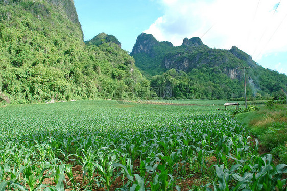 玉米字段森林地平线生长蓝色收成食物场地植物季节树叶图片