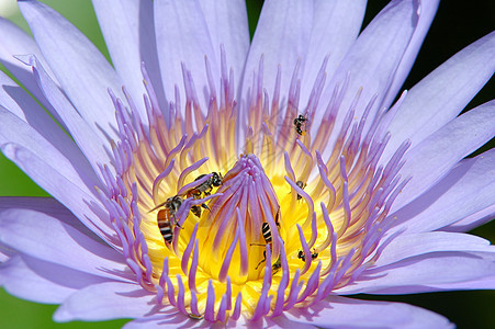 紧闭莲油植物花园工作紫色园艺池塘花蜜昆虫翅膀温泉图片