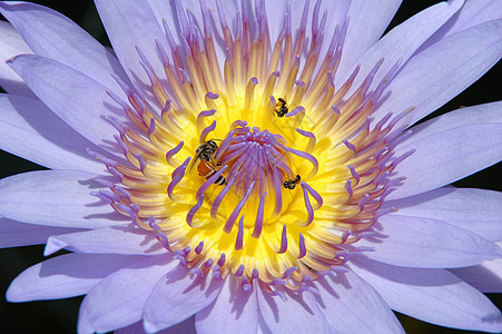 紧闭莲油植物花朵蜜蜂热带温泉花园紫色宏观翅膀公园图片