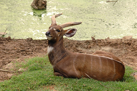 静坐 sitatunga哺乳动物男性羚羊绿色鲇鱼野生动物白色棕色动物沼泽图片