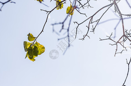 绿树叶和树枝树木环境森林植物白色生长脆弱性绿色叶子图片