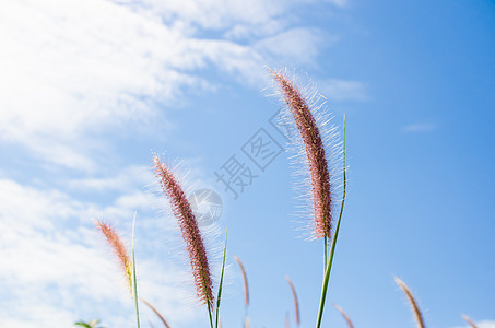 野生的狐尾草稻田花园内衬狐尾绿色种子季节杂草季节性背景图片