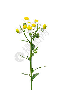 每年跳蚤荒野白色菊科植物群草本植物灯盏花植物图片