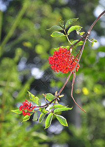 红莓植物红色植物群浆果灌木衬套水果荒野图片